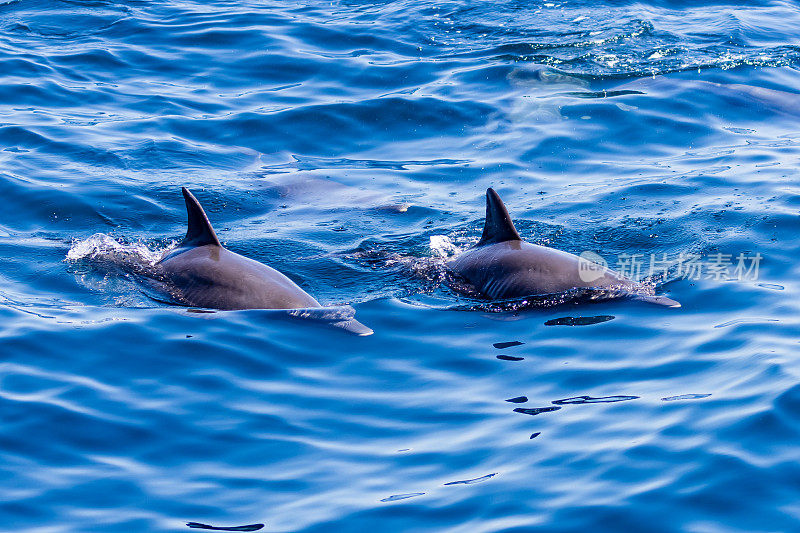 热带海洋上友好的海豚群