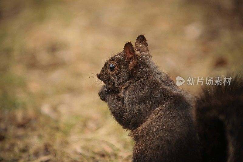 黑色的松鼠