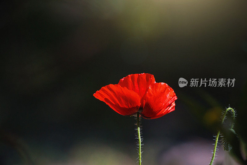 一朵红色的罂粟花象征着对第一次世界大战的纪念