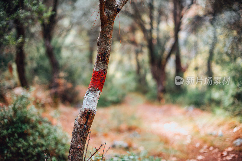 《福里斯特树上的红白斑纹》GR小径标志
