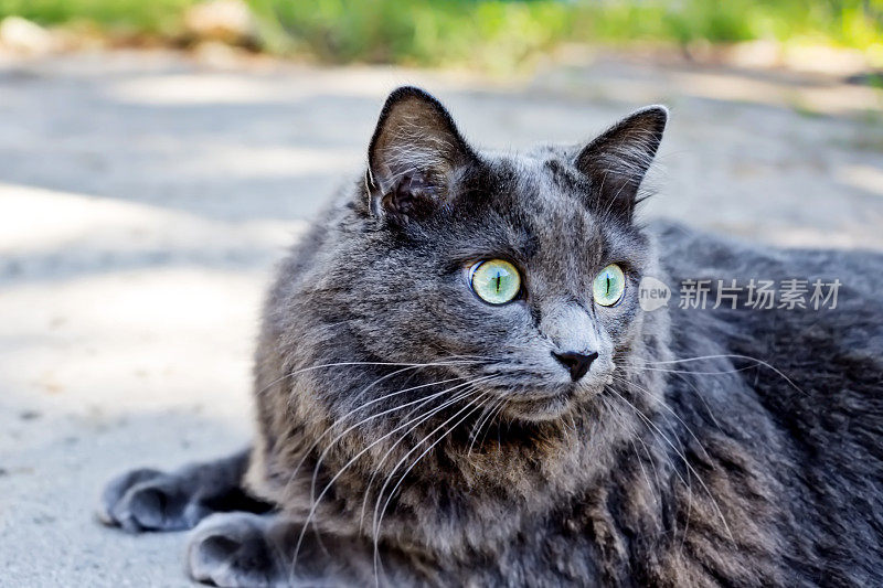 长毛灰猫坐在一户人家后院的院子里