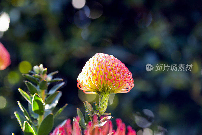 针垫花，微距摄影，美丽的自然背景与复制空间