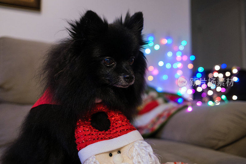 德国矮斯皮兹黑狗与圣诞装饰