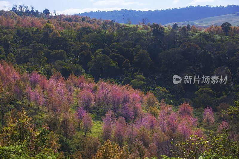 美丽的樱花盛开的森林在泰国罗伊府洛美山山脉