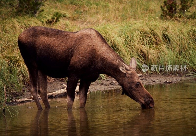 驼鹿