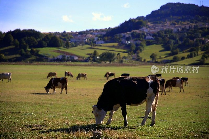意大利，阿布鲁佐，Pescocostanzo，在绿色山谷里吃草的奶牛，背后是小山上的村庄