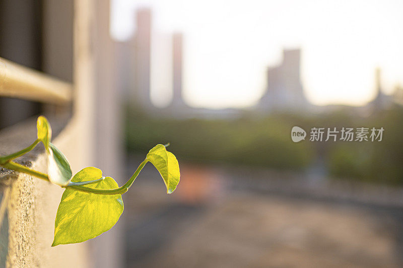 植物从公寓阳台爬出来，背光的夕阳