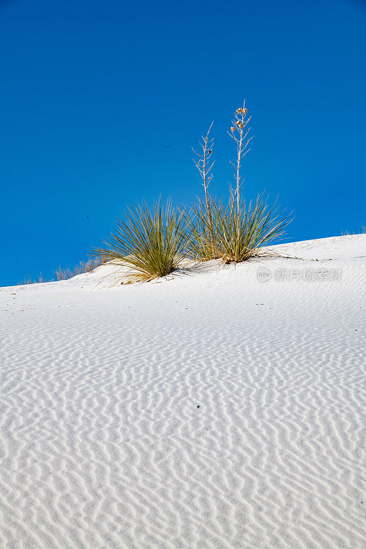 白沙国家纪念碑的沙丘和沙漠植物