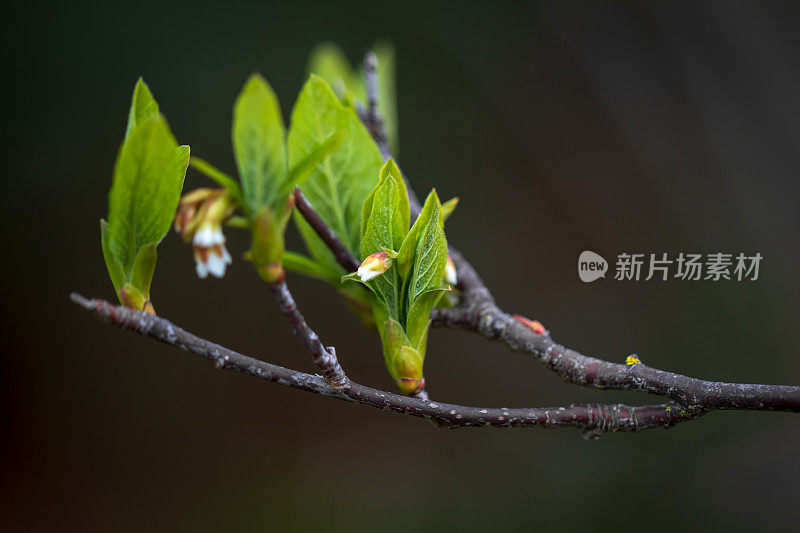 树上长出新叶