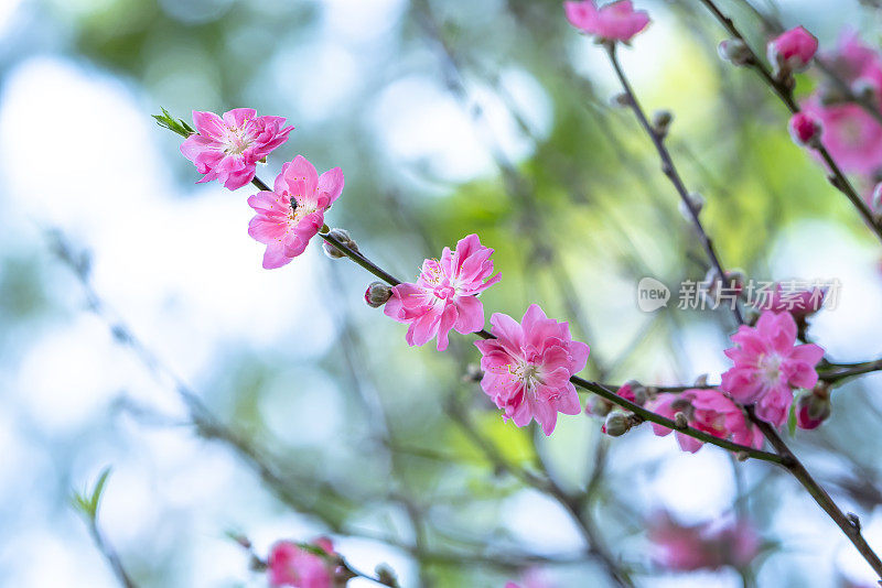 樱花在春天的阳光下绽放在花园里