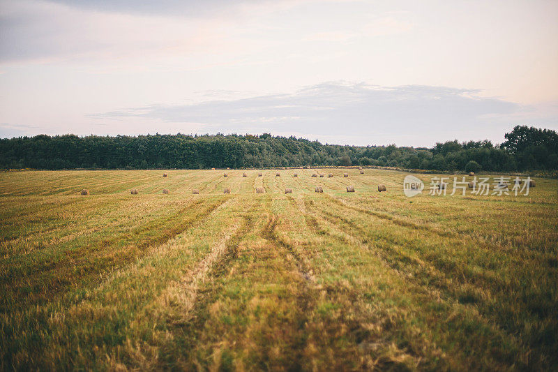 美丽的草垛在黄昏的夏野，风景。收获和农业。干草捆风景