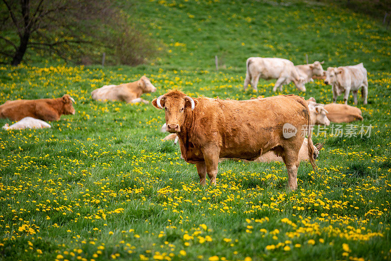 奶牛在开着黄花的绿色草地上