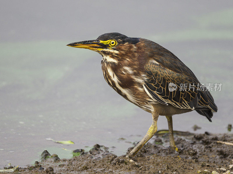 绿鹭幼鹭站在俄勒冈州边缘的湿地水域