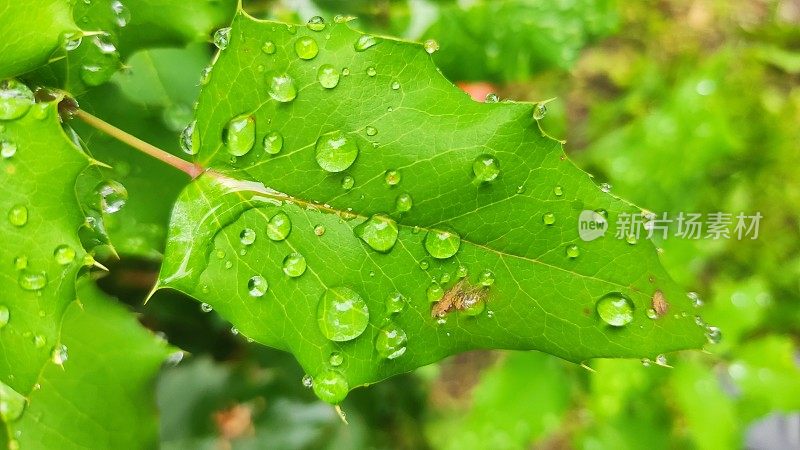 叶子雨滴