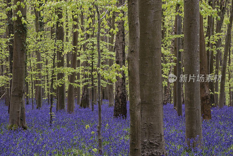 在宁静的早晨，美丽的春天的光在英国乡村的风信子森林