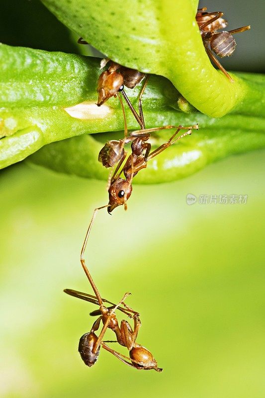 一只蚂蚁咬另一只坠落的蚂蚁。