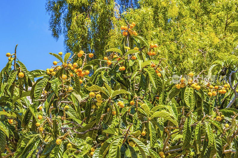 绿橙枇杷树老圣地亚哥加利福尼亚