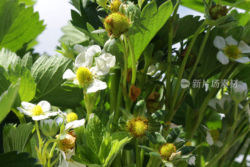 全帧草莓植物，白色的花和绿色的叶子种植在塑料花盆，蓝色的天空和白云的背景，聚焦前景