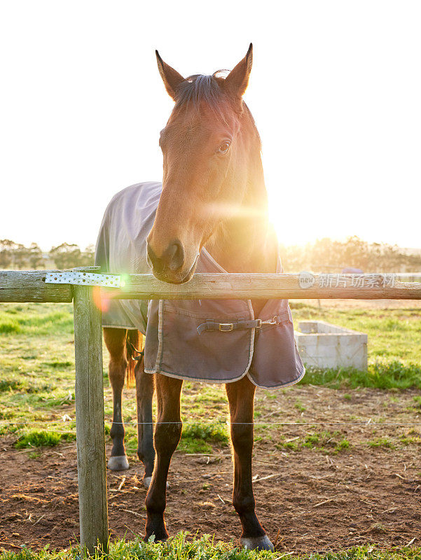 一匹马站在一个农场的封闭牧场上的全景照片