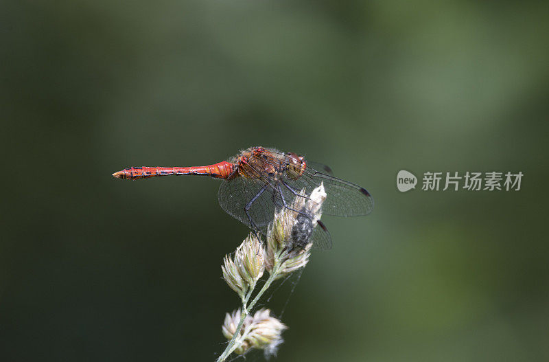 红润的镖蜻蜓。Sympetrum乐观