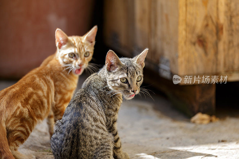 不安分的虎斑小猫