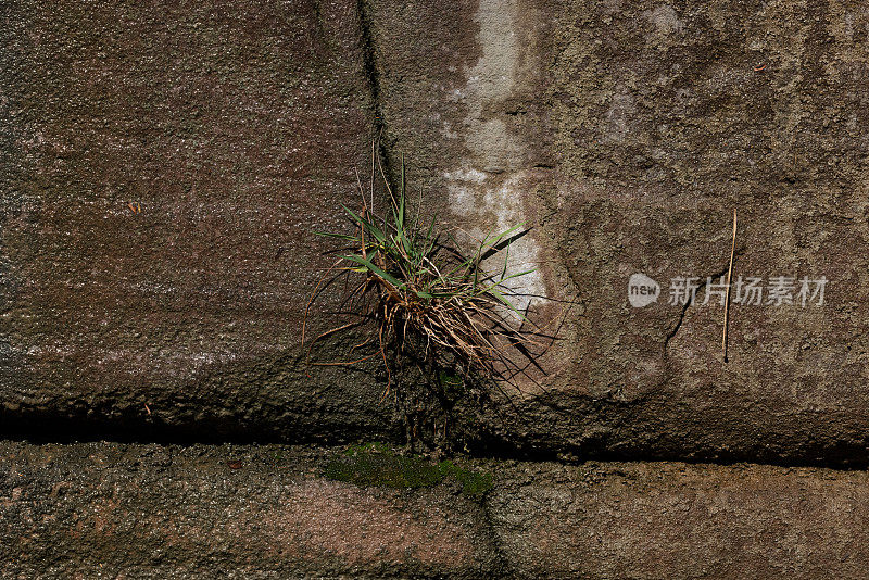 植物生长在潮湿的砂岩墙上