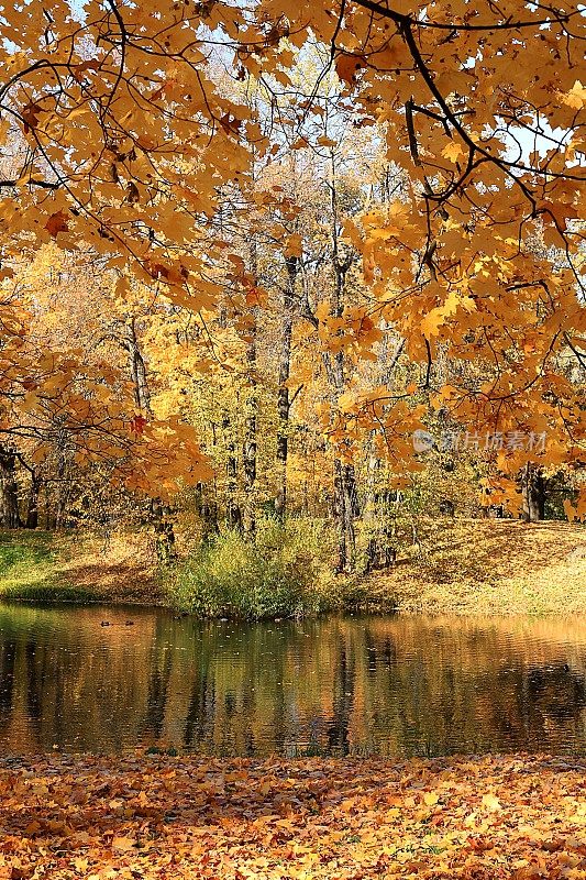 秋天的公园在十月的一个阳光明媚的日子，湖面上有红红的枫叶和橡树，背景。公园里自然景观亮丽，四季分明，金秋时节