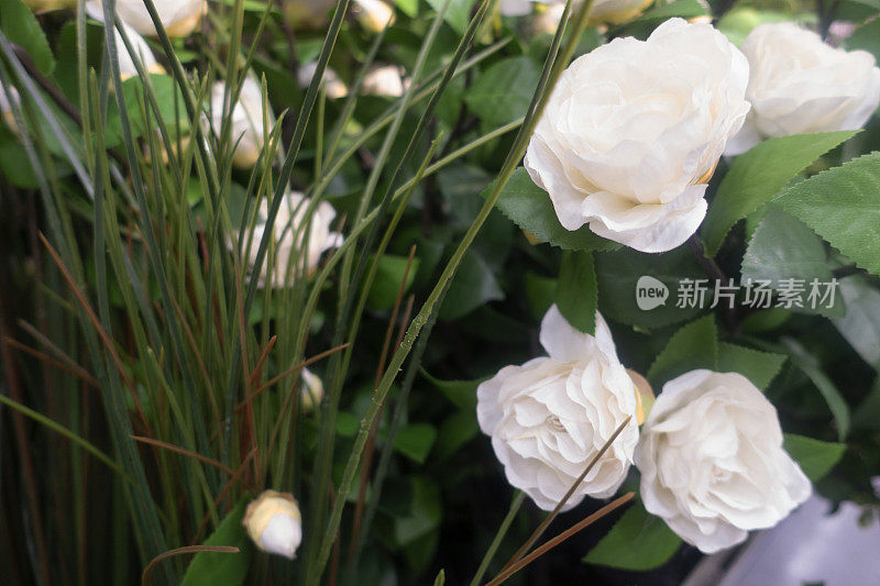 白色玫瑰背景，适合婚礼或情人节。