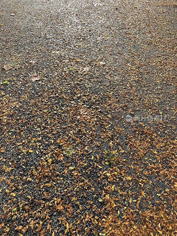 沥青上的湿树叶