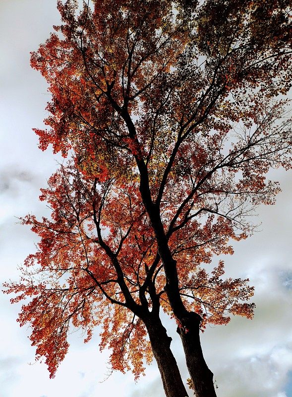 在马萨诸塞州的北安多弗，暴风雨的天空背光照射着一棵老枫树，它在秋天的颜色高峰期展示了明亮的橙色和红色叶子