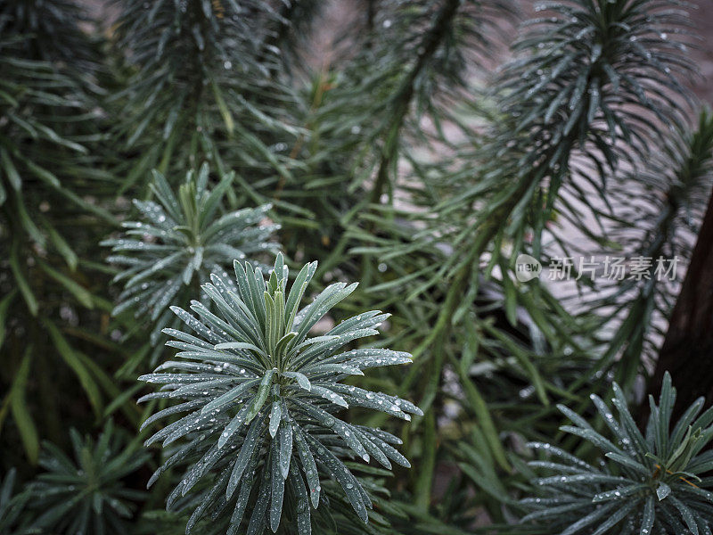 叶子上有雨滴的肉质植物