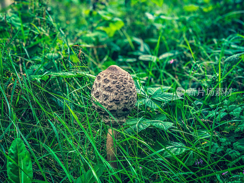 一种有毒的蘑菇