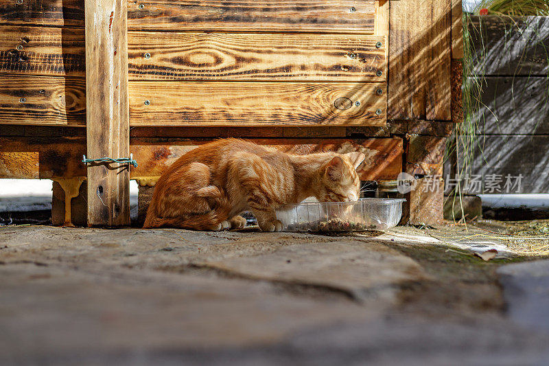 斑猫在花园里吃东西