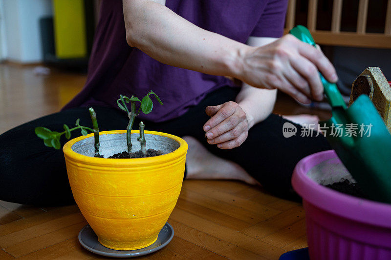 一个不认识的女人在盆栽室内植物