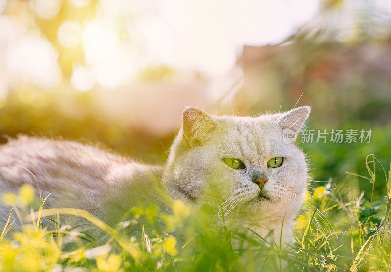 英国短毛猫躺在绿草地上