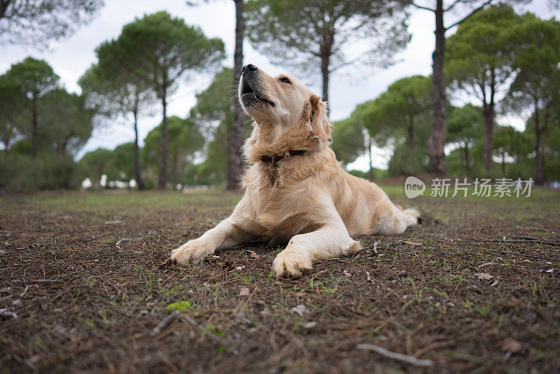 金毛寻回犬在自然森林里嚎叫。