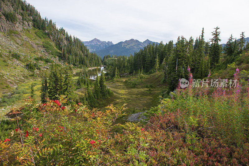 盛开的花朵在希瑟草地在贝克山休闲区