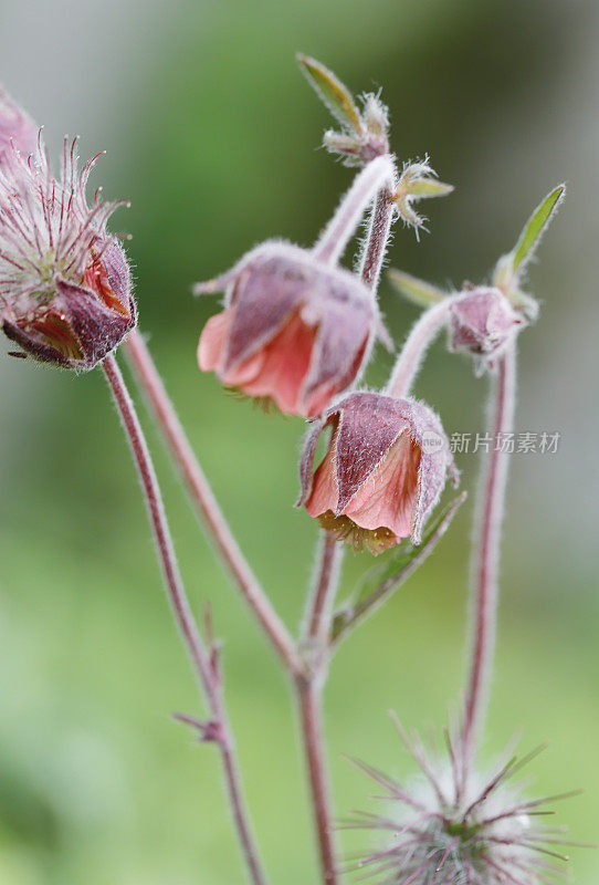 wateravens(琴的对手)