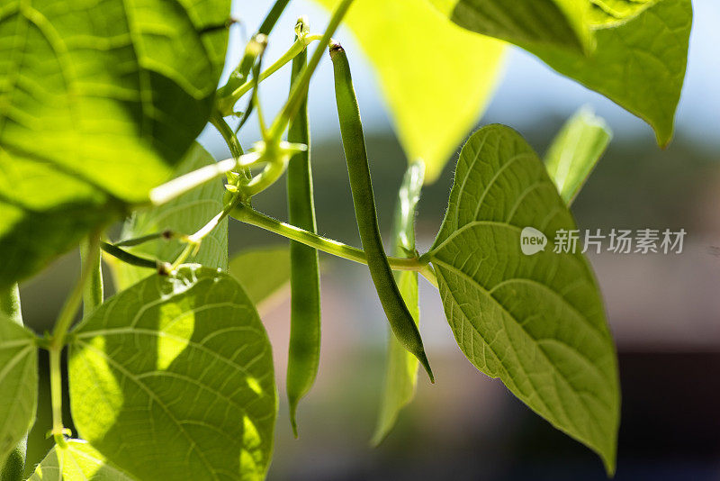 小豆荚植株，健康农业幼苗