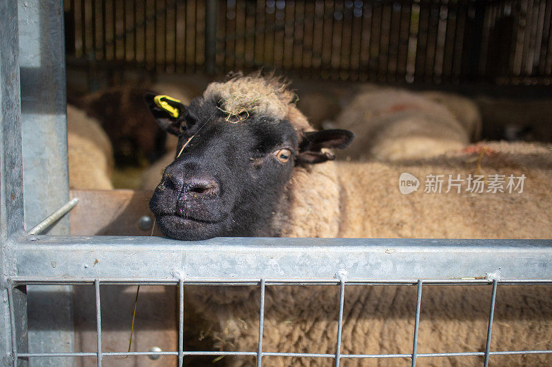 在牲口棚外的围栏上偷窥的厚脸皮的绵羊