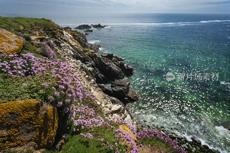 爱尔兰韦克斯福德郡，Saltee大岛的海岸线上盛开着鲜花