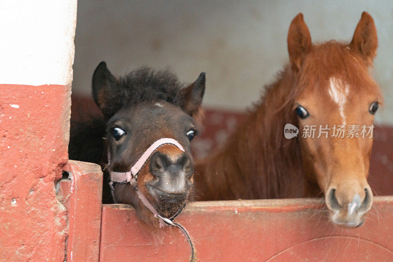 两只小马驹正用头透过农场的荷兰门张望