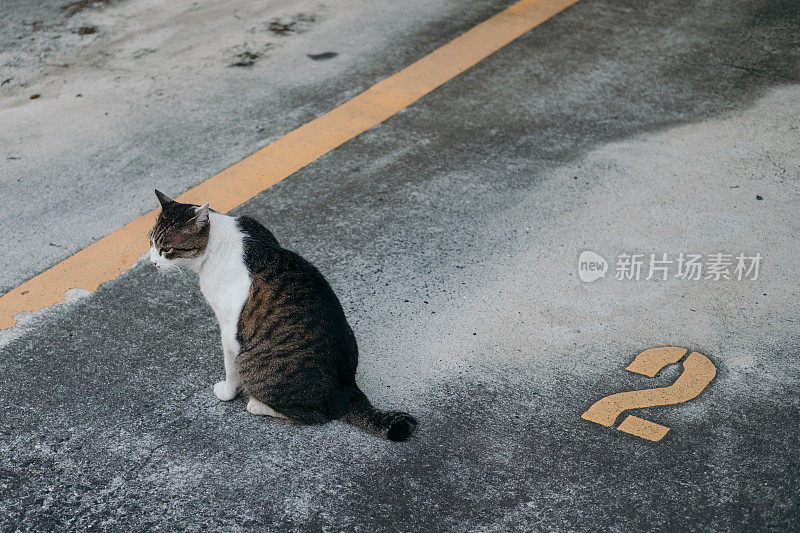 一只猫在停车场放松的画面