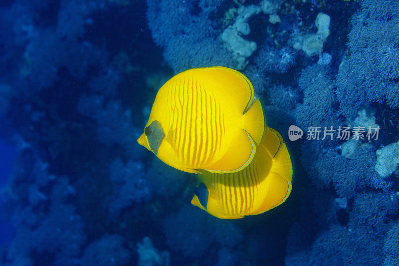 红海蒙面蝴蝶鱼鱼鱼水下海洋生物珊瑚礁水下照片水肺潜水员的观点