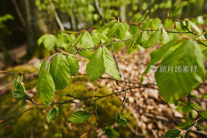 小的山毛榉树