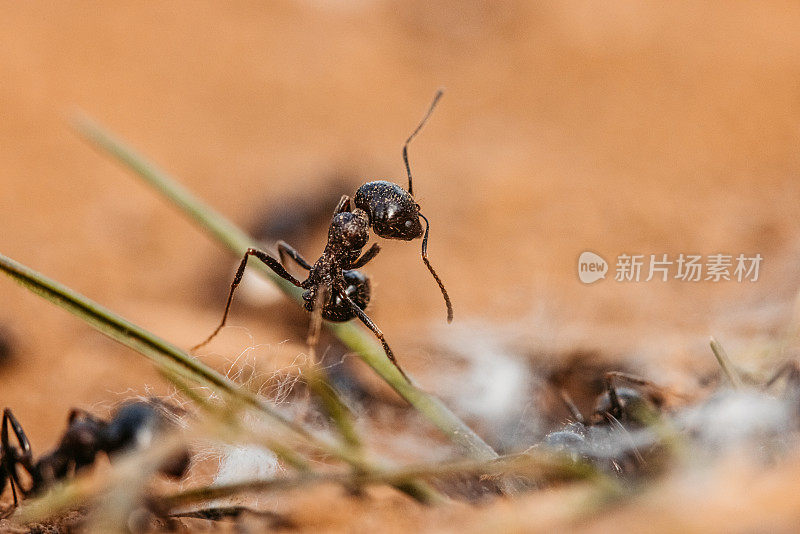 蚂蚁在泥土地面近距离拍摄