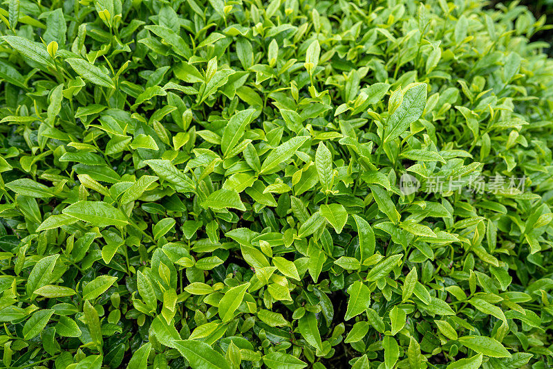 雨后茶园中的茶的特写