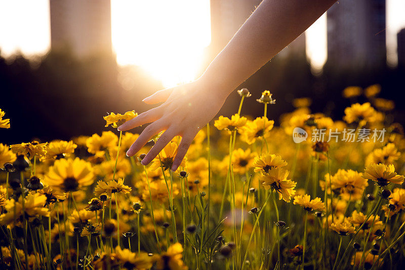 夕阳下，女人的手抚摸着黄花