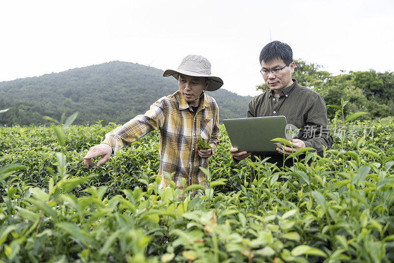 两名中国男性科学家用笔记本电脑记录了一个有机茶园中茶树的生长情况