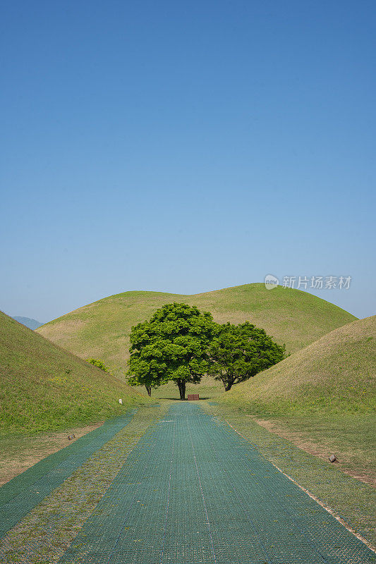庆州大岭园远郊树